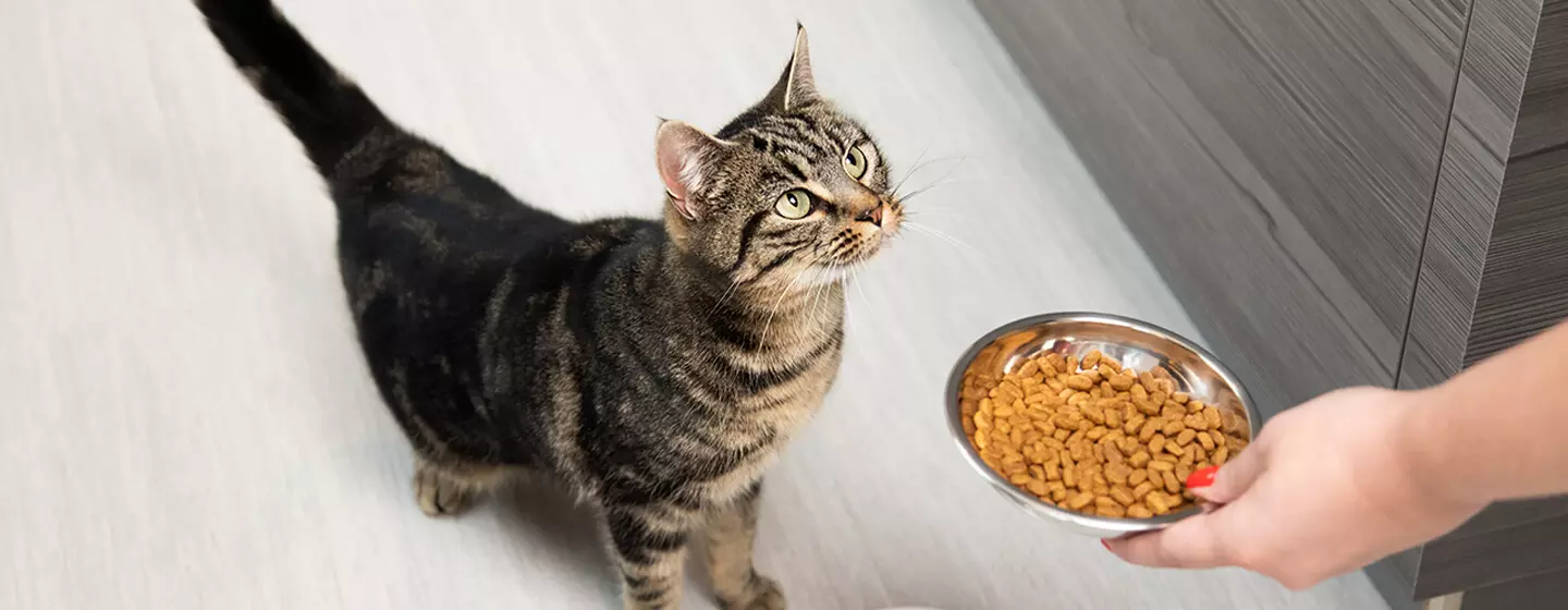 харчування та догляд за здоров'ям кішок