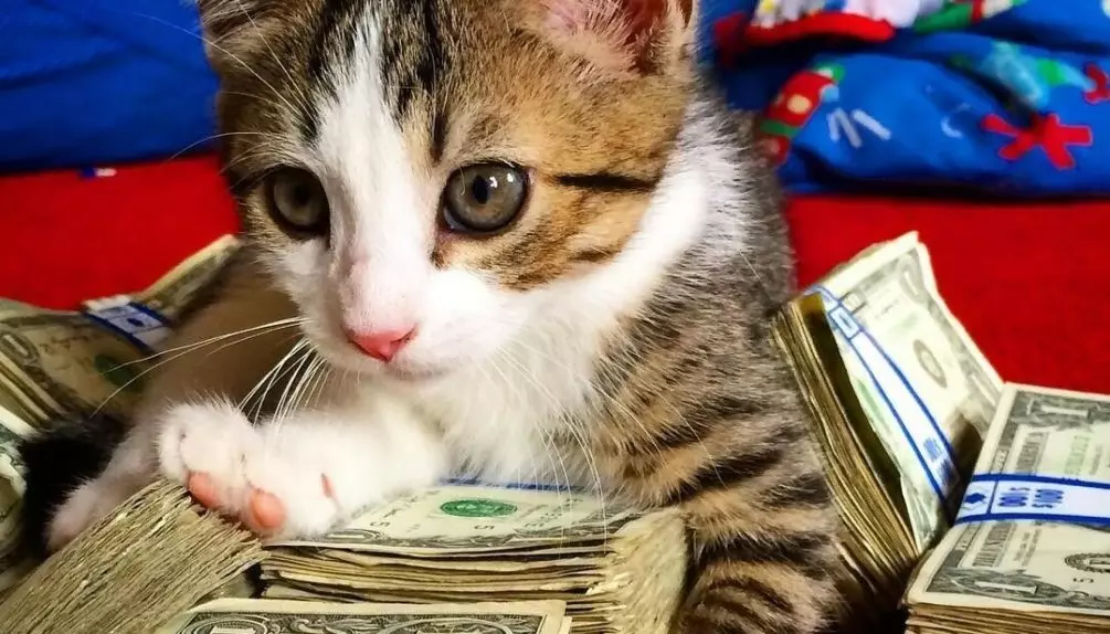 Врахуйте витрати на утримання кішки